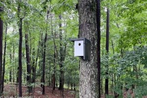 Modern Style Birdhouse woodworking plan