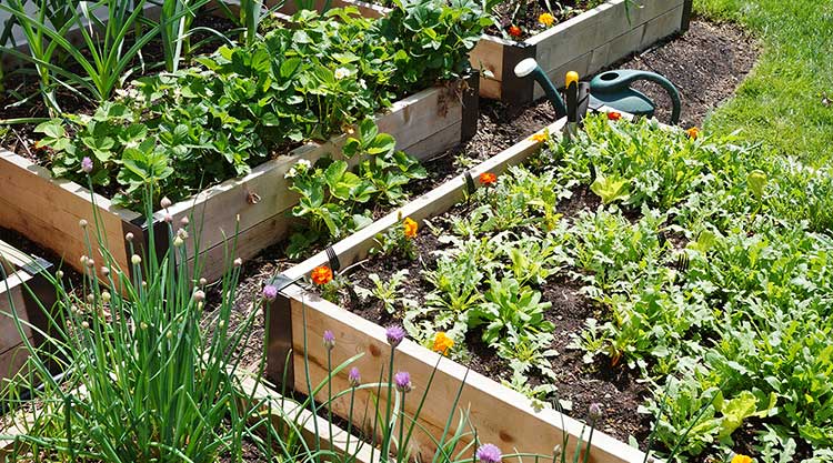 Raised Garden Bed - Image 1