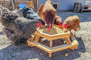 Chicken Feeder Picnic Table - Image 1