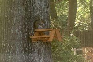 Squirrel Picnic Table Hanging Feeder - Image 1