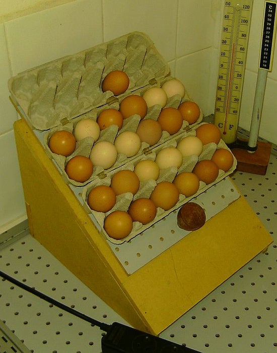 Pre-Incubation Egg Turner - Image 1