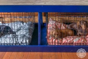 DIY Dog Kennel Cover with an Antique Door - Image 1